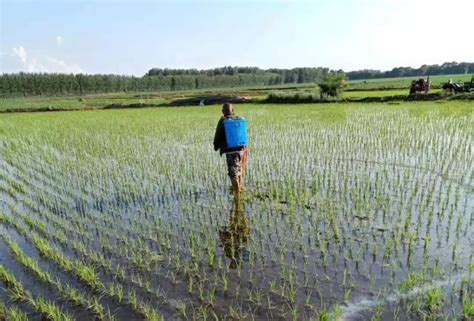 水稻田除草剂二甲·灭草松，对阔叶杂草和莎草特效，成本低残留少 知乎