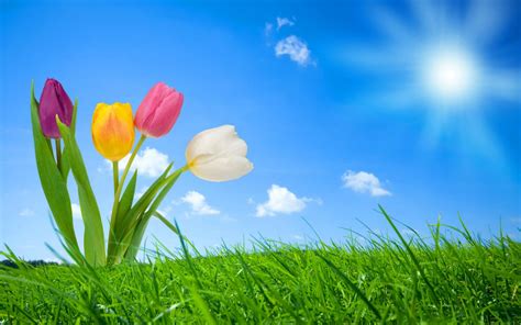 Spring Nature Wallpapers | HD Wallpapers | ID #8658