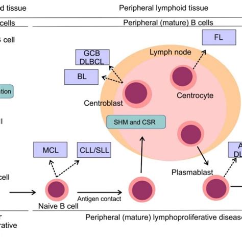 Pathogenesis Of B Cell Non Hodgkin Lymphomas Simplified Scheme Of B