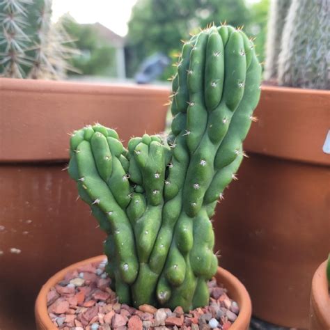 Cereus Peruvianus Monstrosus Monstrose Apple Cactus In Gardentags