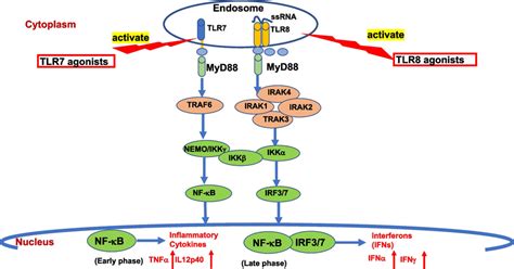 Toll Like Receptors Mediated Downstream Signaling Pathways Tlrs