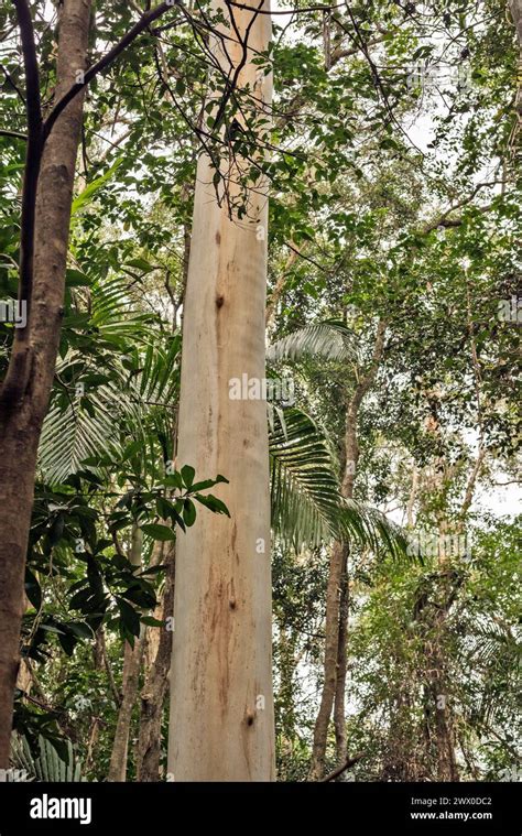 Queensland Blue Gum Tree Eucalyptus Tereticornis Australia