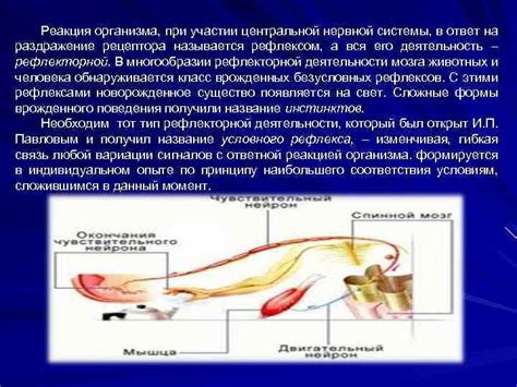Специализированные нервные окончания преобразующие раздражения в ...