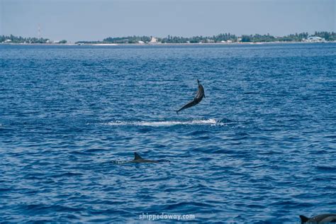 Things To Do in Gan Island, Maldives: Addu Atoll - Shipped Away