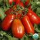 Tomato, San Marzano Organic Seeds | Organic Tomato | Vegetable Garden