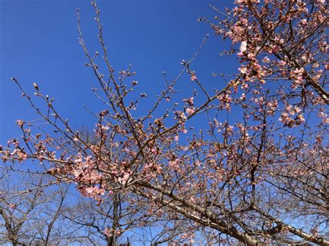 【伊勢崎市】一足早く春を感じてみませんか？伊勢崎市みらい公園の河津桜開花情報。 号外net 伊勢崎市