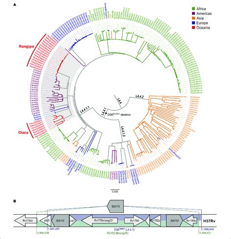 Global Phylogeny Of The Mycobacterium Tuberculosis Complex L