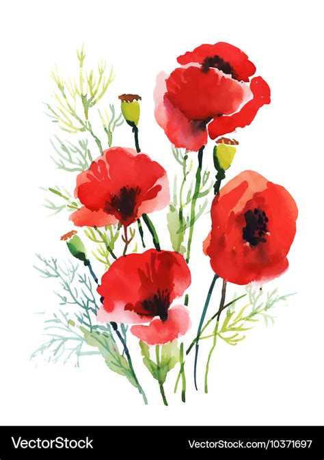 Red Watercolor Poppies Flowers Isolated On White Vector Image