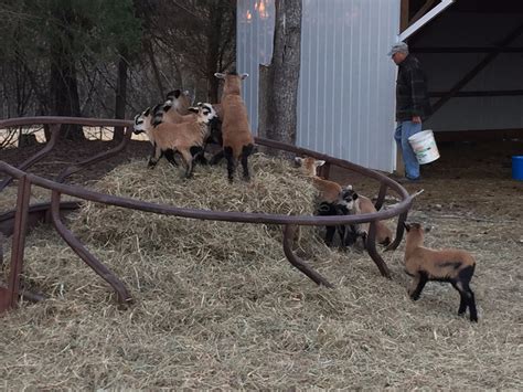 Barbados Sheep - Elm Tree Farm