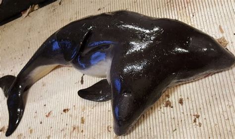 First Ever Two-Headed Porpoise Discovered in North Sea | Porpoise, Dolphins, Sea creatures