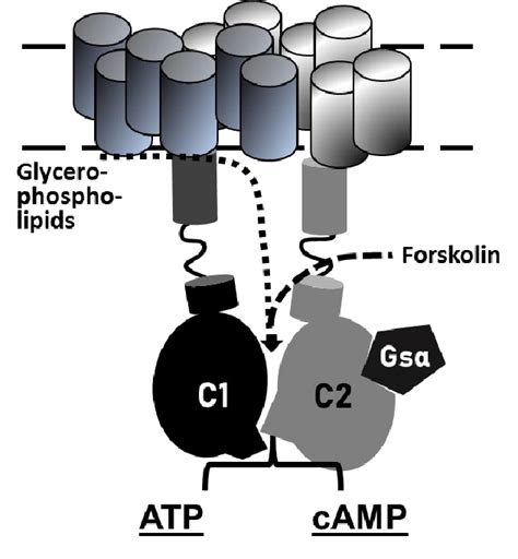 Tentative Scheme Of A 2x6tm Adenylyl Cyclase With Regulatory Input From