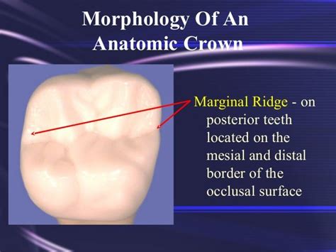 Tooth Morphology Basics