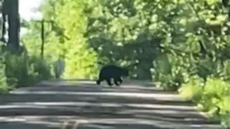 Portland Parks Recreation Warn Of Bears Around Forest Park Kgw