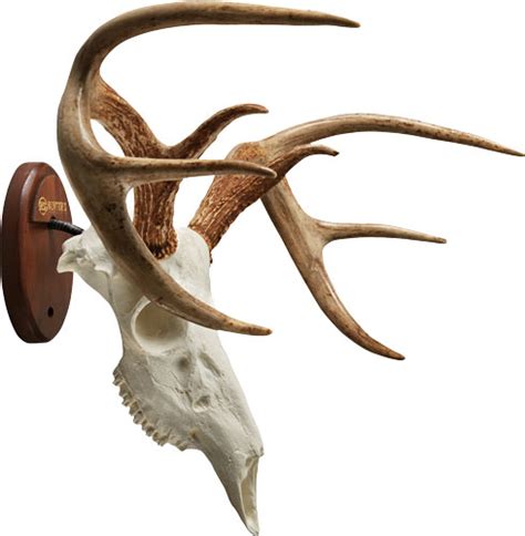 Hsp Euro Deer Skull Mount Kit Idaho Guns And Outdoors