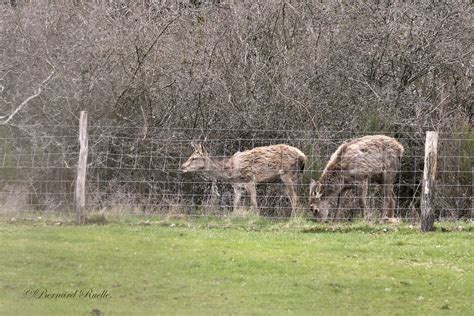 Cerf Et Biche Cervus Elaphus Bernard Ruelle Flickr