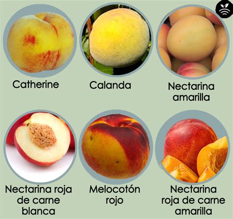 Peach In Spain Varieties And Care With SENSORS Plantae