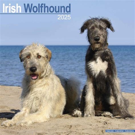 Irish Wolfhound Calendar 2025