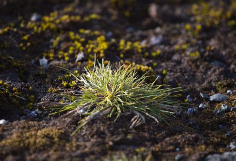 Macrophoto Of Deschampsia Antarctica The Antarctic Hair Grass One Of