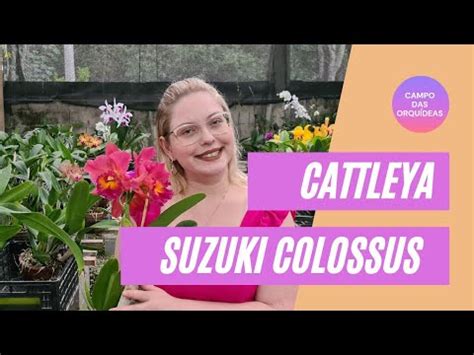 Como CULTIVAR Cattleya Suzuki Colossus DICAS E Curiosidades YouTube