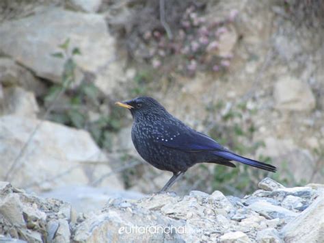 Bird Watching Places In Uttarakhand Birding Places In Uttarakhand Birds