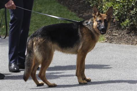 Expulsan Al Perro De Joe Biden De La Casa Blanca Por Morder A Varios