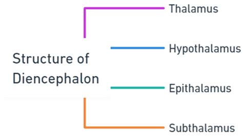 Structure and functions of Diencephalon