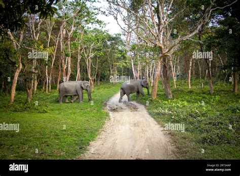 Elephants Crossing The Safari Track In Kaziranga National Park In The