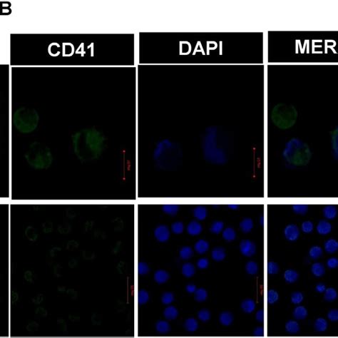 Wnt Signaling Regulates Megakaryocyte Maturation A Increased Cd41