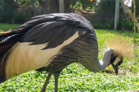 Premium Photo Big Grey African Crowned Crane Bird