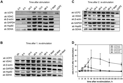 As Mitochondrial Markers Antibodies Against Vdac Hsp60 And Sdha Were