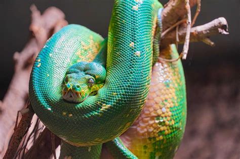 O Que Significa Sonhar Cobra Colorida Dreams Sonhar