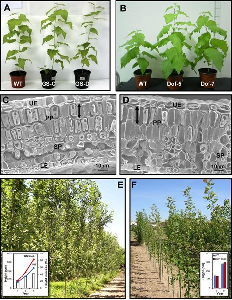 Frontiers Nitrogen Metabolism And Biomass Production In Forest Trees