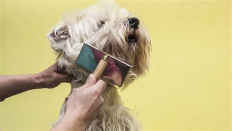 Petco Announces New Clean Grooming Initiative - DogTime