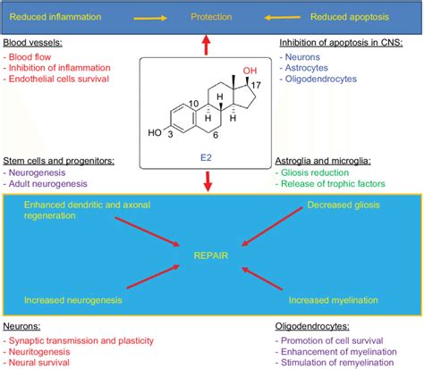 E2 Activates Both Protective And Reparative Mechanisms In Cns Injuries