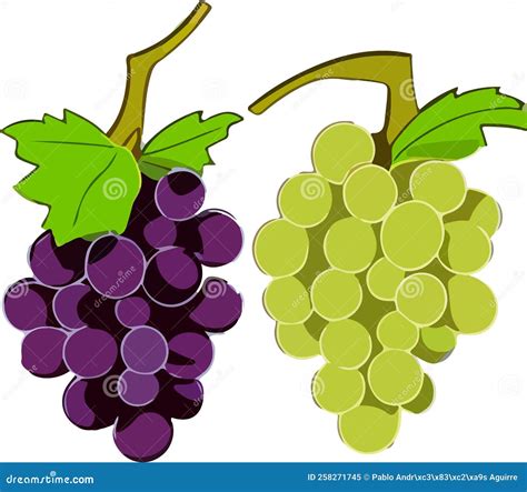 Grapes on a White Background . Stock Vector - Illustration of green ...