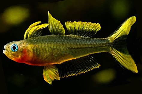 Forktailed Rainbowfish Species Profile