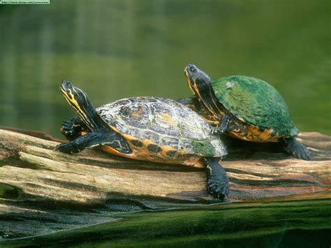 turtles - Turtles Photo (6007158) - Fanpop