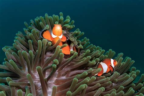 Algae And Fungi Symbiotic Relationship