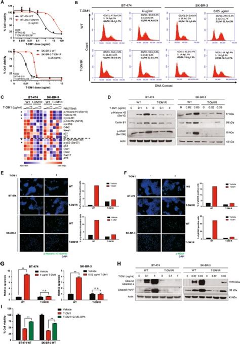 Targeting Plk1 Overcomes T Dm1 Resistance Via Cdk1 Dependent