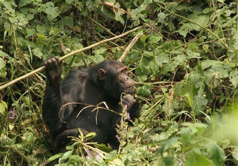 Wild Chimps Seen Hunting With Spears The Savannah Chimps Hunt Bush