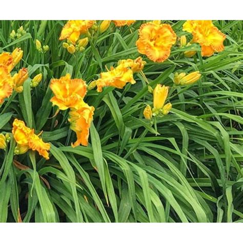 Hemerocallis Orange Nassau Liliowiec Rośliny Od Ogrodnika