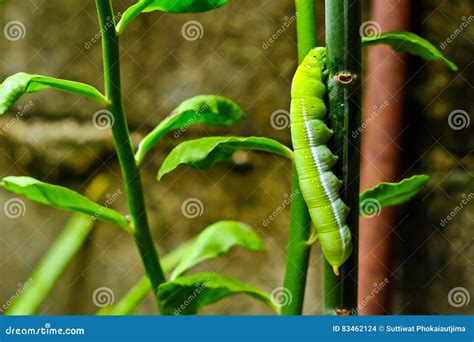 Green caterpillars stock photo. Image of green, catch - 83462124