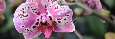 12 Incredible Orchid Facts That No One Ever Told You Before Plainview