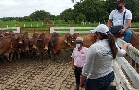 Mejoramiento Genético De La Ganadería En Casanare Perspectiva Global