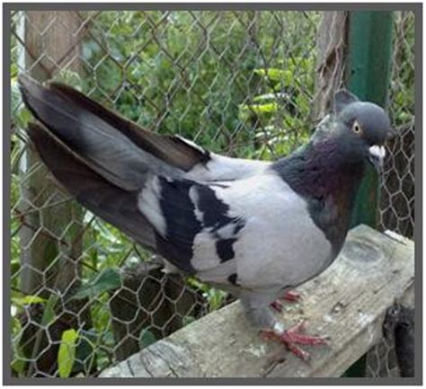 Top 5 High Flying Pigeons Breeds