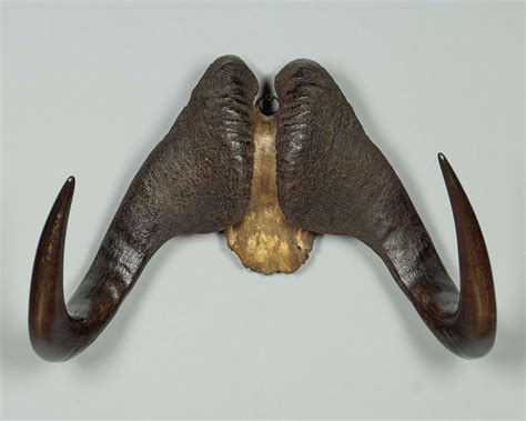Buffalo Horns C.1900 in Antique Taxidermy