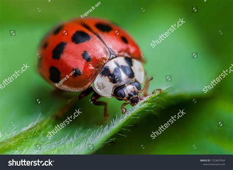 88,523 Macro insect photo Images, Stock Photos & Vectors | Shutterstock