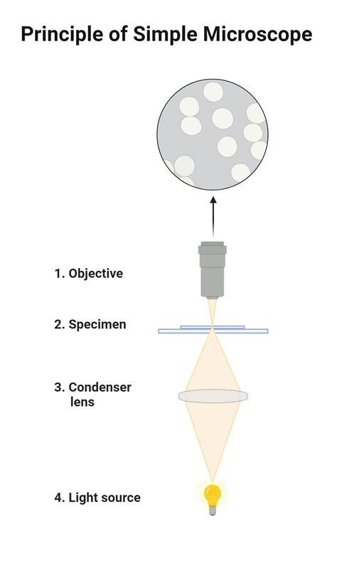simple microscopes 5