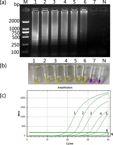 Sensitivity Of The Loop Mediated Isothermal Amplification LAMP And