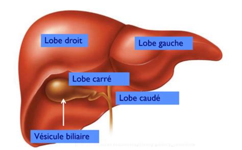 Anatomo Pathologie Du Foie Pancr As Et Voies Billaires Flashcards